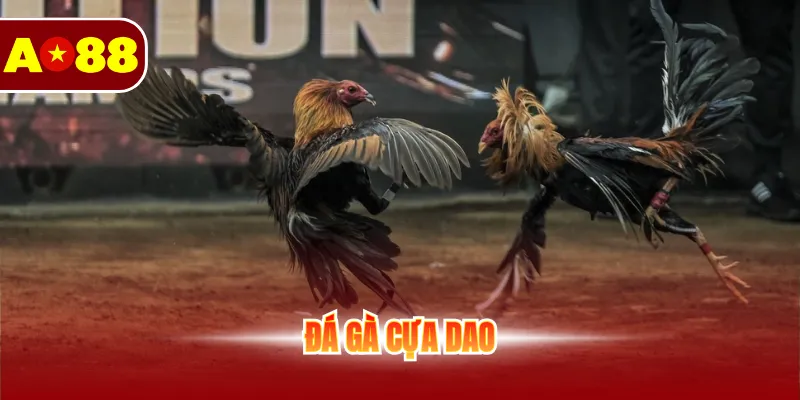 Đá Gà Cựa Dao - Sân Chơi Kịch Tính Và Đầy Căng Thẳng 1 Đá gà cựa dao